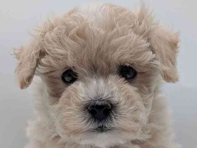 香川県のマルプー(マルチーズ×プードル) (ひごペットフレンドリーゆめタウン高松店/2026年1月18日生まれ/女の子/アプリコット)の子犬