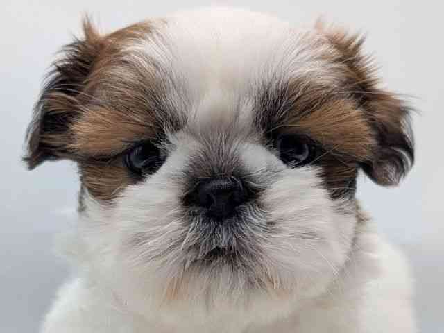 香川県のシーズー (ひごペットフレンドリーゆめタウン高松店/2026年1月16日生まれ/女の子/ホワイトゴールド)の子犬