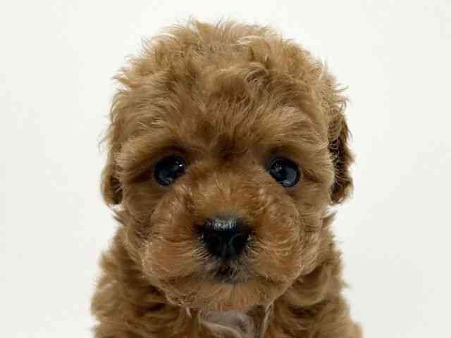 愛知県のトイプードル(トイ) (ひごペットフレンドリーららぽーと名古屋みなとアクルス店/2026年1月10日生まれ/女の子/レッド)の子犬の1枚目の画像