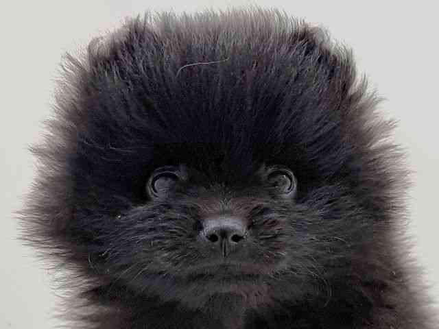 奈良県のポメラニアン (ひごペットフレンドリーイオンモール橿原ウエスト・ビレッジ店/2026年1月16日生まれ/女の子/ブラック)の子犬の1枚目の画像