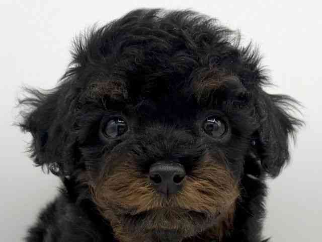大阪府のトイプードル(トイ) (ひごペットフレンドリーららぽーとEXPOCITY店/2026年1月17日生まれ/男の子/ブラックタン)の子犬の1枚目の画像