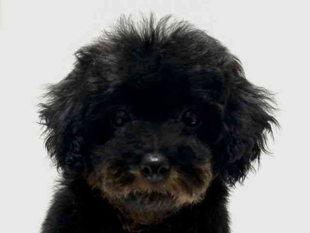 愛知県のトイプードル(トイ) (ひごペットフレンドリーららぽーと名古屋みなとアクルス店/2026年1月17日生まれ/男の子/ブラックタン)の子犬の1枚目の画像