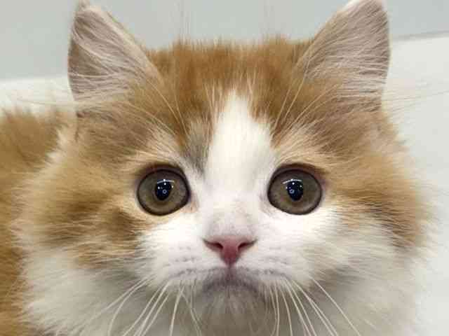 大阪府のマンチカン (ひごペットフレンドリーセブンパーク天美店/2026年1月16日生まれ/男の子/レッドホワイト)の子猫の1枚目の画像