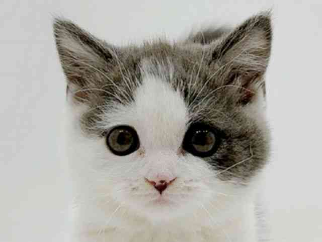 広島県のマンチカン (ひごペットフレンドリーフジグラン神辺店/2026年1月16日生まれ/女の子/ブルーホワイト)の子猫