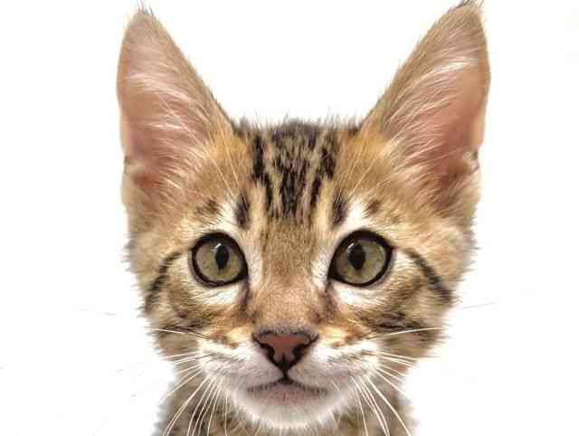 福岡県のベンガル (ひごペットフレンドリーリバーウォーク北九州店/2026年1月17日生まれ/男の子/ブラウンスポットタビー)の子猫の1枚目の画像