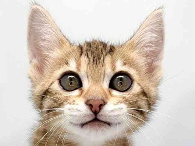 京都府のベンガル (ひごペットフレンドリー洛北阪急スクエア店/2026年1月17日生まれ/女の子/ブラウンスポットタビー)の子猫の1枚目の画像