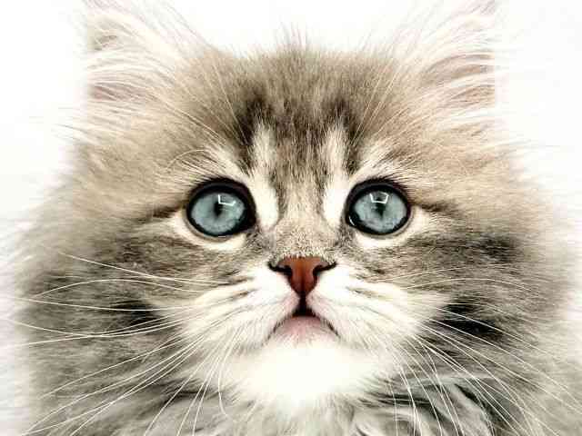 兵庫県のサイベリアン (ひごペットフレンドリークラウンパーク伊丹店/2026年1月11日生まれ/男の子/ブルークラシックタビー)の子猫の1枚目の画像