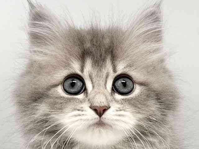 大阪府のサイベリアン (ひごペットフレンドリーイオンタウン豊中庄内店/2026年1月11日生まれ/女の子/ブルークラシックタビー)の子猫の1枚目の画像