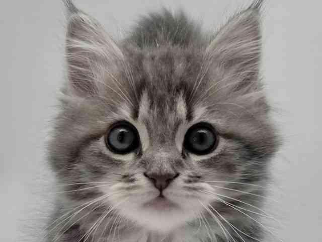 島根県のサイベリアン (ひごペットフレンドリーイオンモール出雲店/2026年1月11日生まれ/男の子/ブルークラシックタビー)の子猫の1枚目の画像