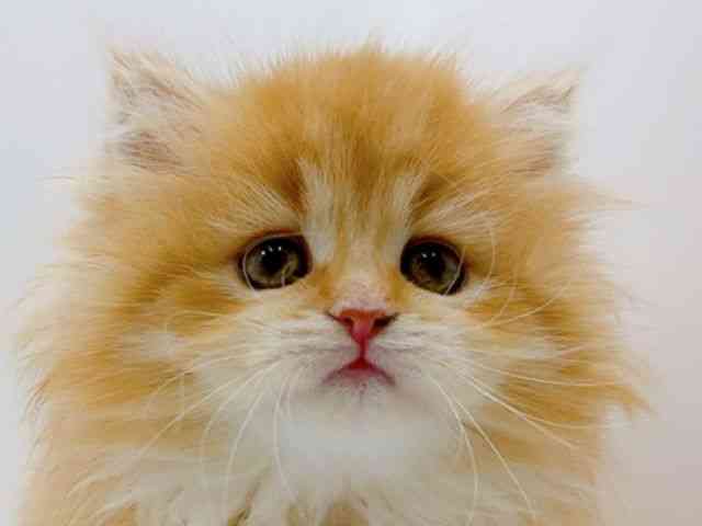 広島県のミヌエット (ひごペットフレンドリーフジグラン神辺店/2026年1月17日生まれ/女の子/レッドタビー)の子猫