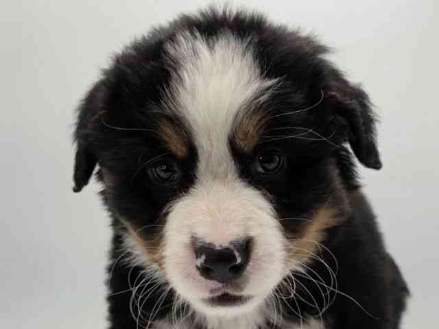 島根県のバーニーズマウンテンドッグ (ひごペットフレンドリーイオンモール出雲店/2026年1月17日生まれ/男の子/ブラックラストホワイト)の子犬の1枚目の画像
