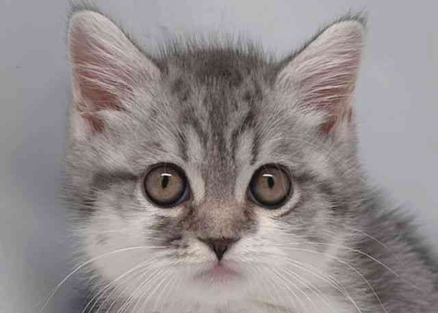 鳥取県のマンチカン (ひごペットフレンドリーイオンモール鳥取北店/2026年1月15日生まれ/男の子/シルバータビーホワイト)の子猫