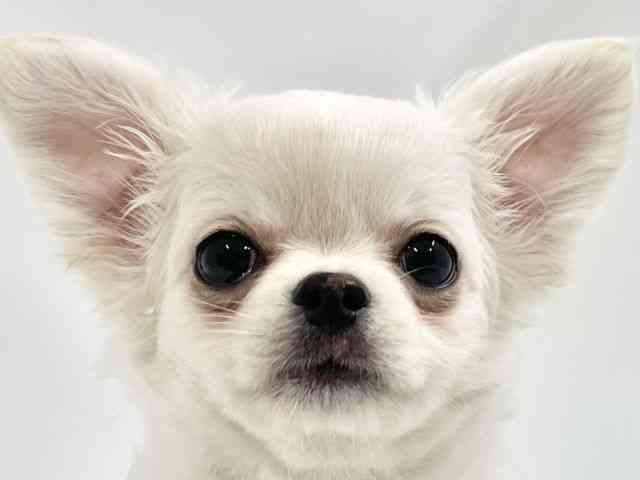 高知県のチワワ(ロング) (ひごペットフレンドリーイオンモール高知店/2026年1月14日生まれ/男の子/ホワイトクリーム)の子犬の1枚目の画像