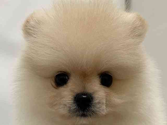 和歌山県のポメラニアン (ひごペットフレンドリーパームシティ和歌山店/2026年1月12日生まれ/男の子/ホワイト)の子犬の1枚目の画像