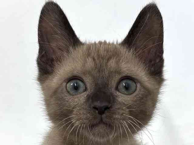 大阪府のバーミーズ (ひごペットフレンドリーベルファⅡ都島店/2026年1月15日生まれ/男の子/シャンパン)の子猫の1枚目の画像