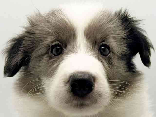 大阪府のハーフ犬・ミックス犬 (ひごペットフレンドリーみのおキューズモール店/2026年1月11日生まれ/女の子/ブルーマール)の子犬の1枚目の画像