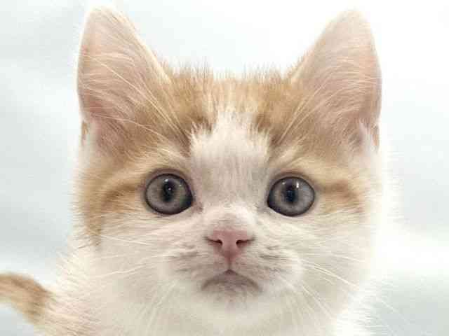 大阪府のスコティッシュフォールド (ひごペットフレンドリー東淀川店/2026年1月11日生まれ/男の子/レッドタビーホワイト)の子猫の1枚目の画像