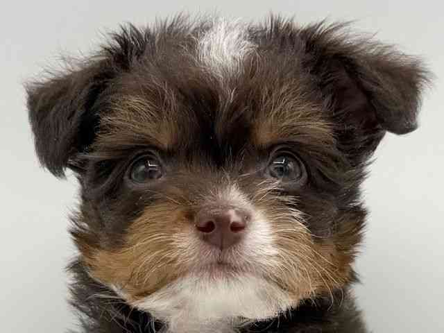 大阪府のチワプー/プーチー(チワワ×プードル) (ひごペットフレンドリーららぽーとEXPOCITY店/2026年1月15日生まれ/男の子/チョコレートタン)の子犬の1枚目の画像