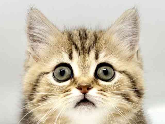 大阪府のミヌエット (ひごペットフレンドリーイオンタウン豊中庄内店/2026年1月16日生まれ/女の子/ブラウンタビー)の子猫の1枚目の画像