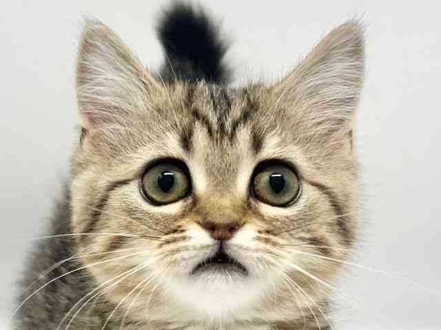 大阪府のミヌエット (ひごペットフレンドリーイオンタウン豊中庄内店/2026年1月16日生まれ/女の子/ブラウンタビー)の子猫の1枚目の画像