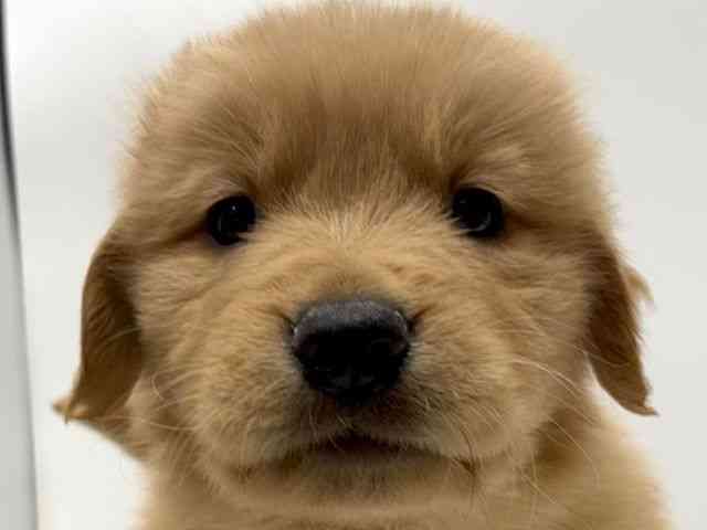 愛知県のゴールデンレトリバー (ひごペットフレンドリーヴィアモール アピタ江南西店/2026年1月17日生まれ/男の子/ゴールデン)の子犬の1枚目の画像