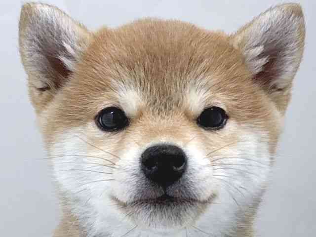 京都府の柴犬(標準サイズ) (ひごペットフレンドリー京都店/2026年1月17日生まれ/女の子/赤)の子犬の1枚目の画像