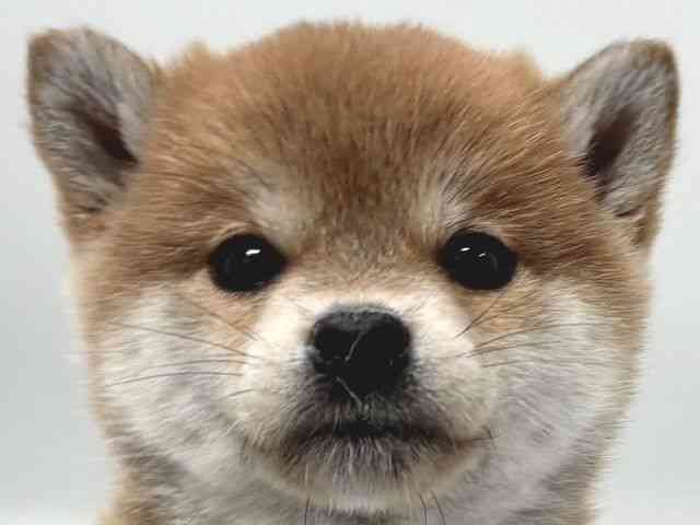 京都府の柴犬(標準サイズ) (ひごペットフレンドリー京都店/2026年1月17日生まれ/女の子/赤)の子犬の1枚目の画像