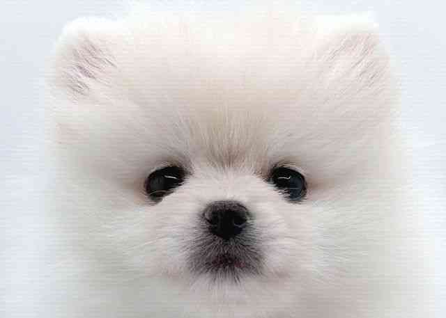 島根県のポメラニアン (ひごペットフレンドリーイオン松江ショッピングセンター店/2026年1月16日生まれ/女の子/ホワイト)の子犬