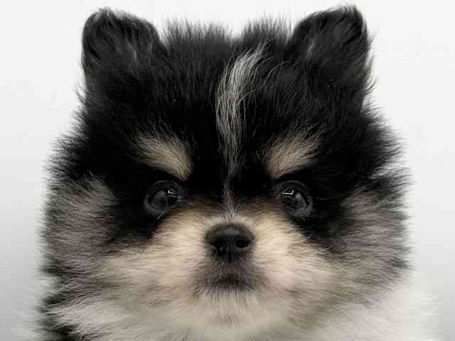 大阪府のポメラニアン (ひごペットフレンドリーららぽーとEXPOCITY店/2026年1月18日生まれ/男の子/ブラックタンホワイト)の子犬の1枚目の画像