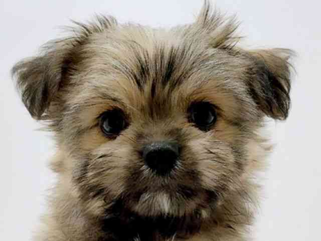 広島県のチワマル/マルチワ(チワワ×マルチーズ) (ひごペットフレンドリーフジグラン神辺店/2026年1月17日生まれ/女の子/フォーン)の子犬