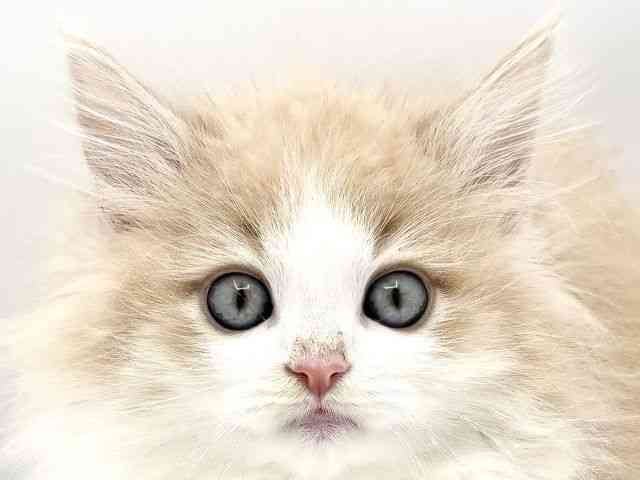 兵庫県のノルウェージャンフォレストキャット (ひごペットフレンドリークラウンパーク伊丹店/2026年1月18日生まれ/男の子/クリームホワイト)の子猫の1枚目の画像