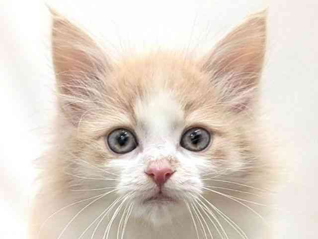 広島県のノルウェージャンフォレストキャット (ひごペットフレンドリーゆめタウン廿日市店/2026年1月18日生まれ/女の子/クリームホワイト)の子猫の1枚目の画像