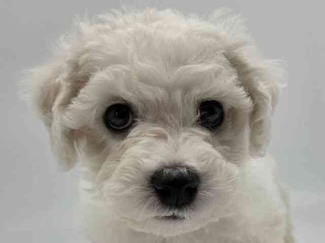 島根県のビションフリーゼ (ひごペットフレンドリーイオンモール出雲店/2026年1月17日生まれ/男の子/ホワイト)の子犬の1枚目の画像