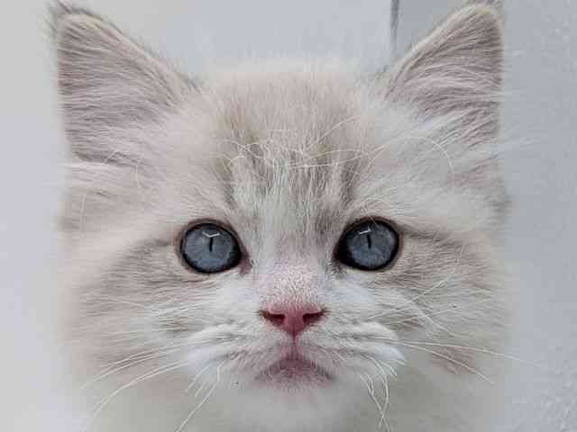 香川県のラグドール (ひごペットフレンドリーゆめタウン高松店/2026年1月16日生まれ/女の子/ブルーポイントバイカラー)の子猫