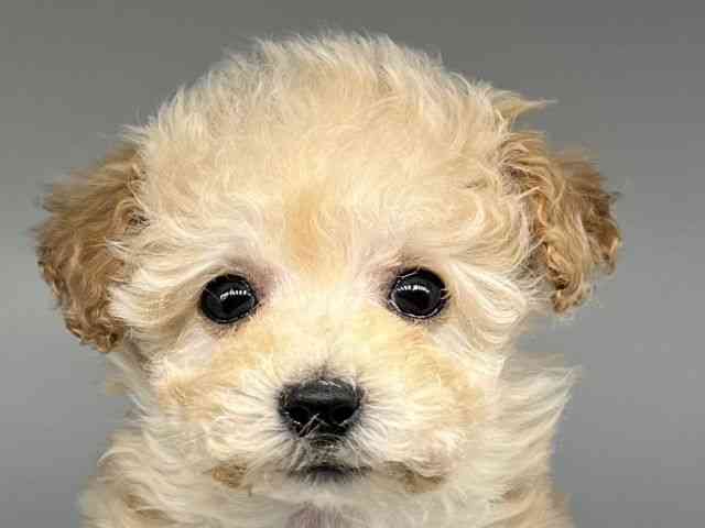 徳島県のマルプー(マルチーズ×プードル) (ひごペットフレンドリーゆめタウン徳島店/2026年1月15日生まれ/女の子/クリーム)の子犬