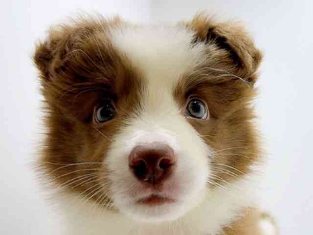 広島県のボーダーコリー (ひごペットフレンドリーフジグラン神辺店/2026年1月17日生まれ/男の子/チョコレートホワイト)の子犬