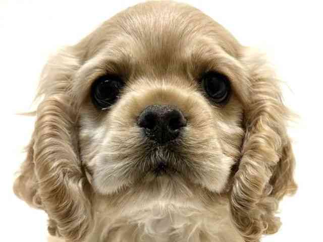 大阪府のアメリカンコッカースパニエル (ひごペットフレンドリーイオン高槻店/2026年1月16日生まれ/女の子/バフ)の子犬の1枚目の画像