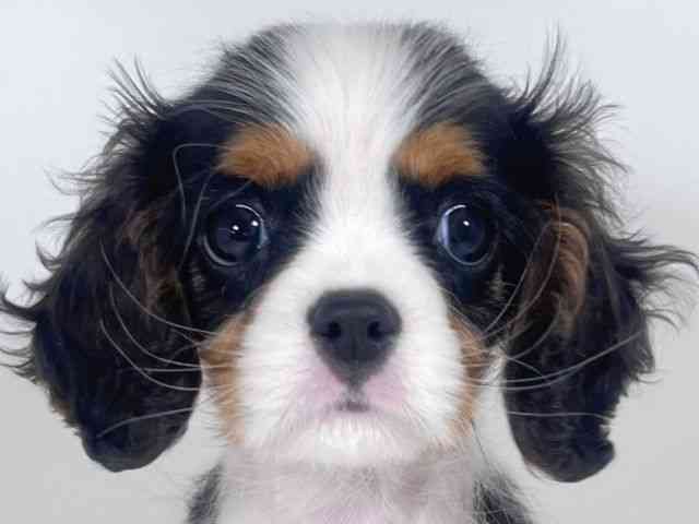 京都府のキャバリアキングチャールズスパニエル (ひごペットフレンドリーイズミヤショッピングセンター八幡店/2026年1月10日生まれ/男の子/トライカラー)の子犬の1枚目の画像