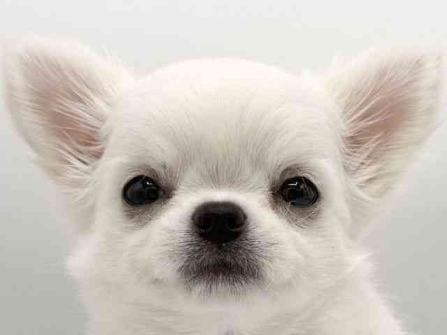 大阪府のチワワ(ロング) (ひごペットフレンドリーららぽーとEXPOCITY店/2026年1月13日生まれ/女の子/クリーム)の子犬の1枚目の画像