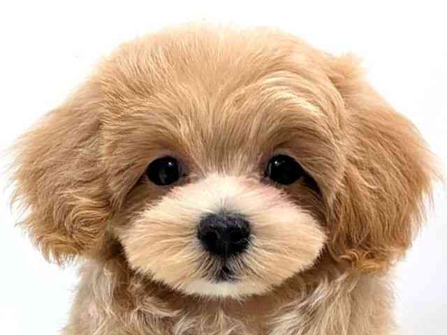 広島県のマルプー(マルチーズ×プードル) (ひごペットフレンドリーゆめタウン廿日市店/2026年1月15日生まれ/女の子/クリーム)の子犬