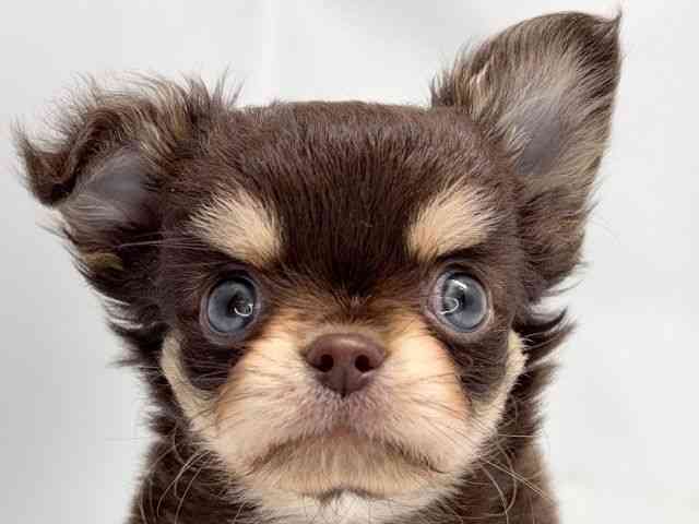 京都府のチワワ(ロング) (ひごペットフレンドリー洛北阪急スクエア店/2026年1月17日生まれ/男の子/チョコレートタンホワイト)の子犬の1枚目の画像