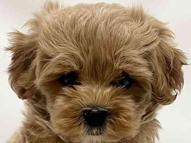 和歌山県のハーフ犬・ミックス犬 (ひごペットフレンドリーパームシティ和歌山店/2026年1月13日生まれ/男の子/クリーム)の子犬の1枚目の画像