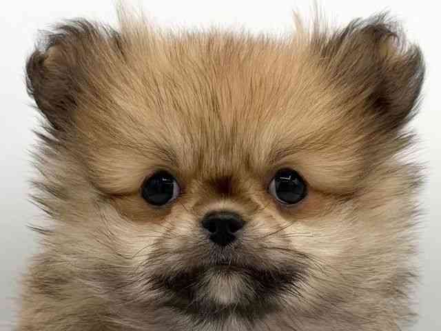 大阪府のペキポメ/ポメペキ(ペキニーズ×ポメラニアン) (ひごペットフレンドリーららぽーとEXPOCITY店/2026年1月18日生まれ/女の子/ブラウン)の子犬の1枚目の画像