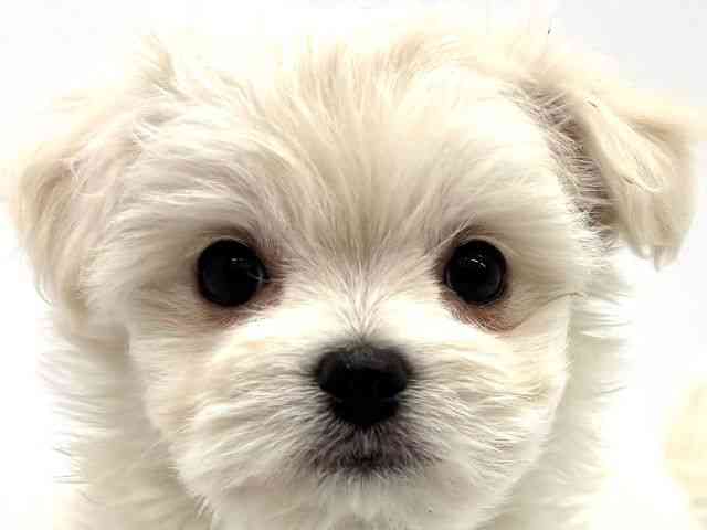 大阪府のチワマル/マルチワ(チワワ×マルチーズ) (ひごペットフレンドリーイオンタウン茨木太田店/2026年1月18日生まれ/女の子/クリーム)の子犬の1枚目の画像