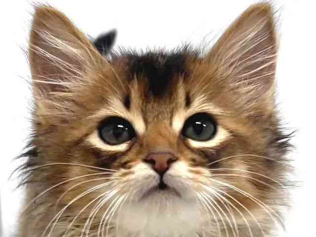 奈良県のソマリ (ひごペットフレンドリー奈良パワーシティ店/2026年1月12日生まれ/男の子/ルディ)の子猫の1枚目の画像