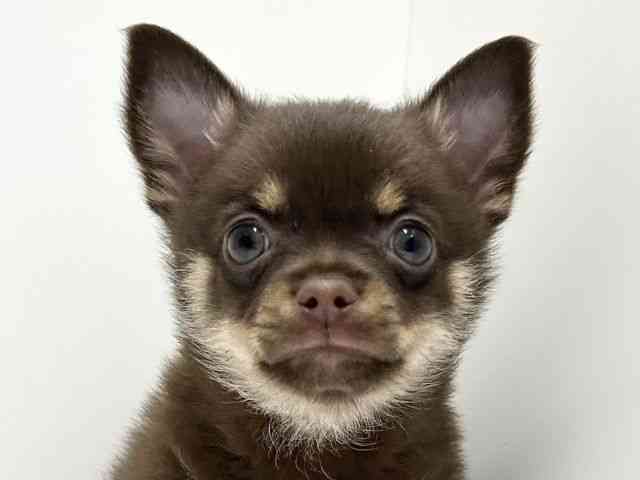 愛知県のポメチワ/チワポメ/ポメチー(ポメラニアン×チワワ) (ひごペットフレンドリーららぽーと名古屋みなとアクルス店/2026年1月17日生まれ/男の子/チョコレートタン)の子犬の1枚目の画像