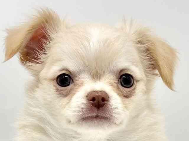 大阪府のチワワ(ロング) (ひごペットフレンドリーイオンタウン豊中庄内店/2026年1月8日生まれ/男の子/クリームホワイト)の子犬の1枚目の画像