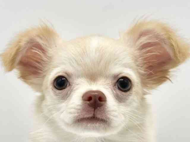 大阪府のチワワ(ロング) (ひごペットフレンドリーイオンタウン豊中庄内店/2026年1月8日生まれ/男の子/クリームホワイト)の子犬の1枚目の画像