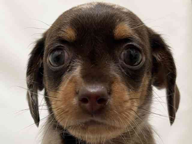 和歌山県のチワックス(チワワ×ダックス) (ひごペットフレンドリーパームシティ和歌山店/2026年1月15日生まれ/男の子/チョコレートダップル)の子犬の1枚目の画像