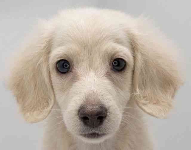 京都府のミニチュアダックスフンド(ロング) (ひごペットフレンドリー洛北阪急スクエア店/2026年1月16日生まれ/男の子/イエロー)の子犬の1枚目の画像